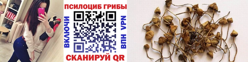 Псилоцибиновые грибы MAGIC MUSHROOMS  кракен ССЫЛКА  Пролетарск 